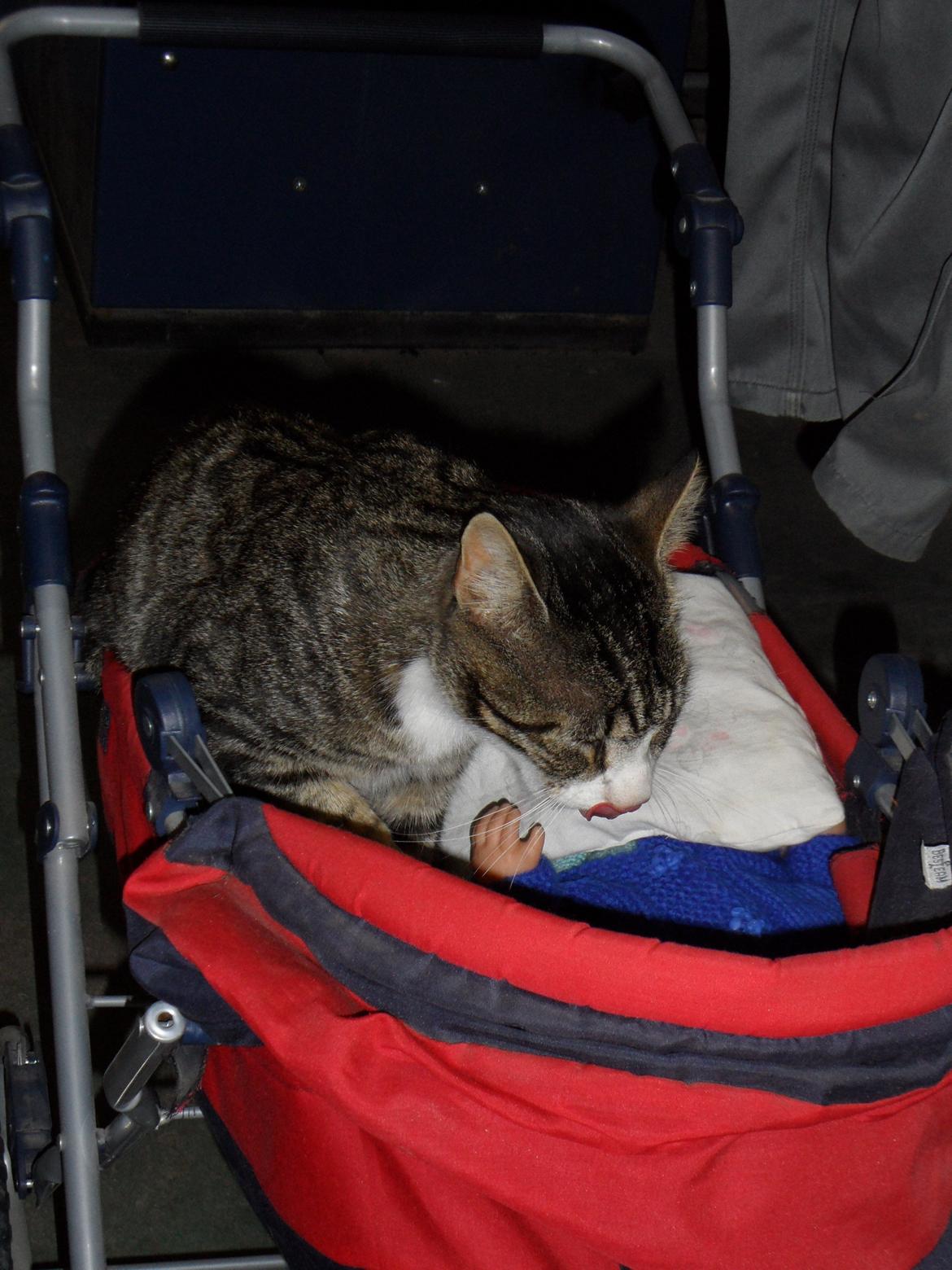 Blanding af racer Loke billede 17