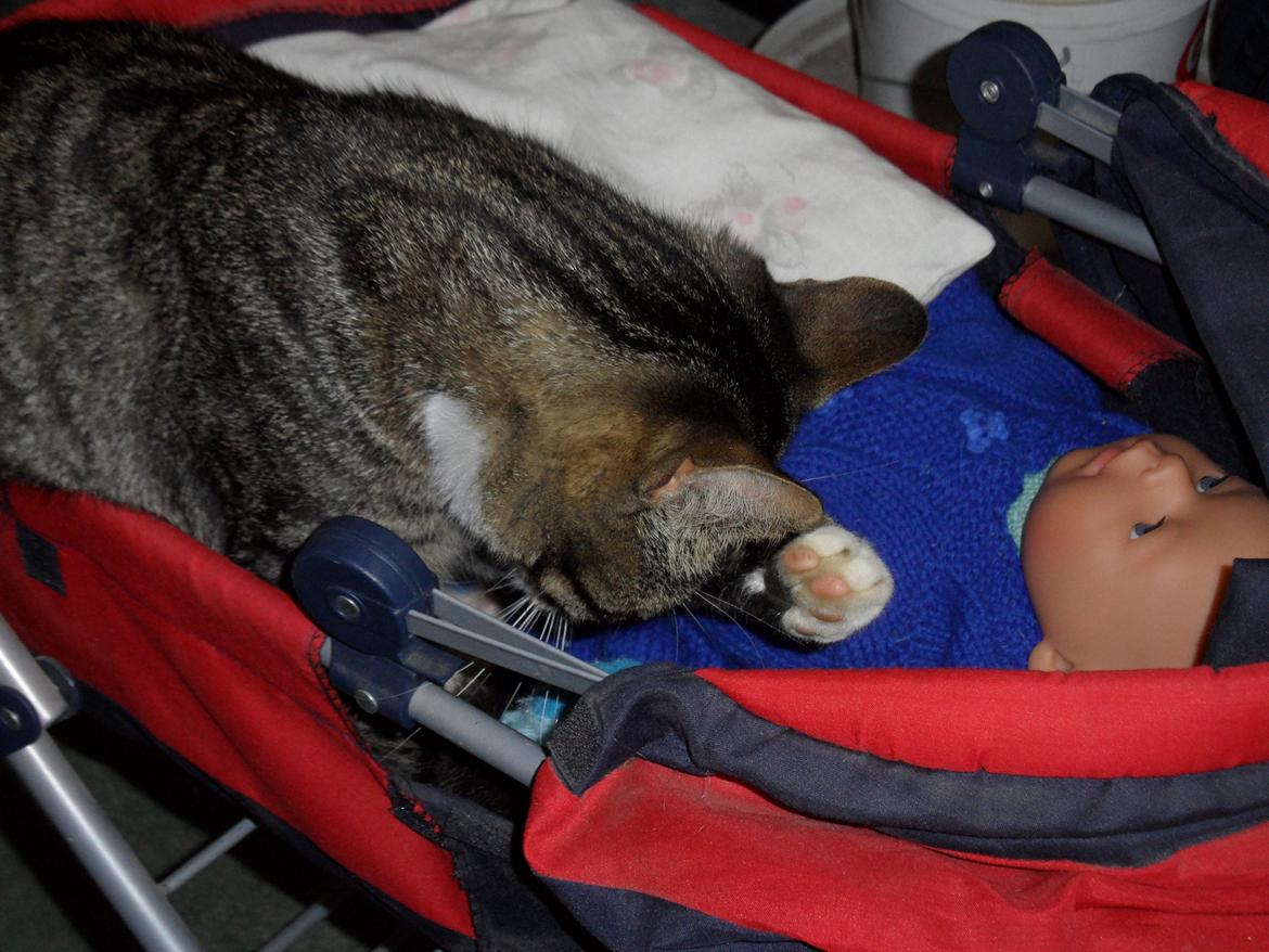 Blanding af racer Loke billede 18