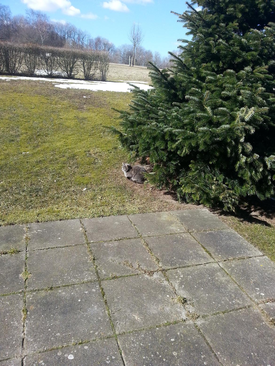 Blanding af racer Mille - Lige en tur udenfor :) billede 7