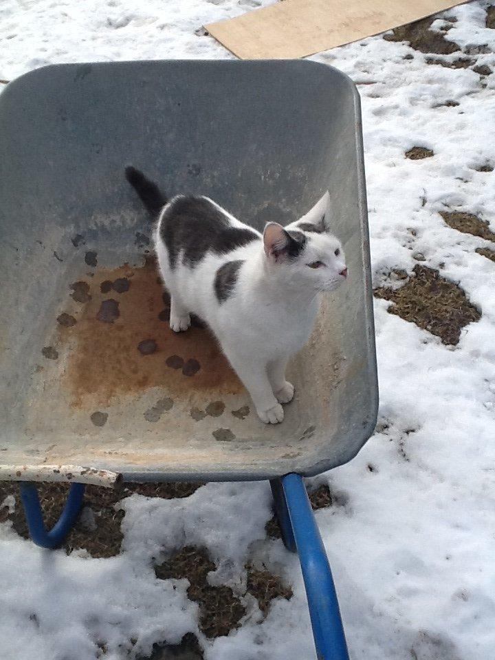 Huskat Fifi - Hvad lugter her af? ;D billede 12