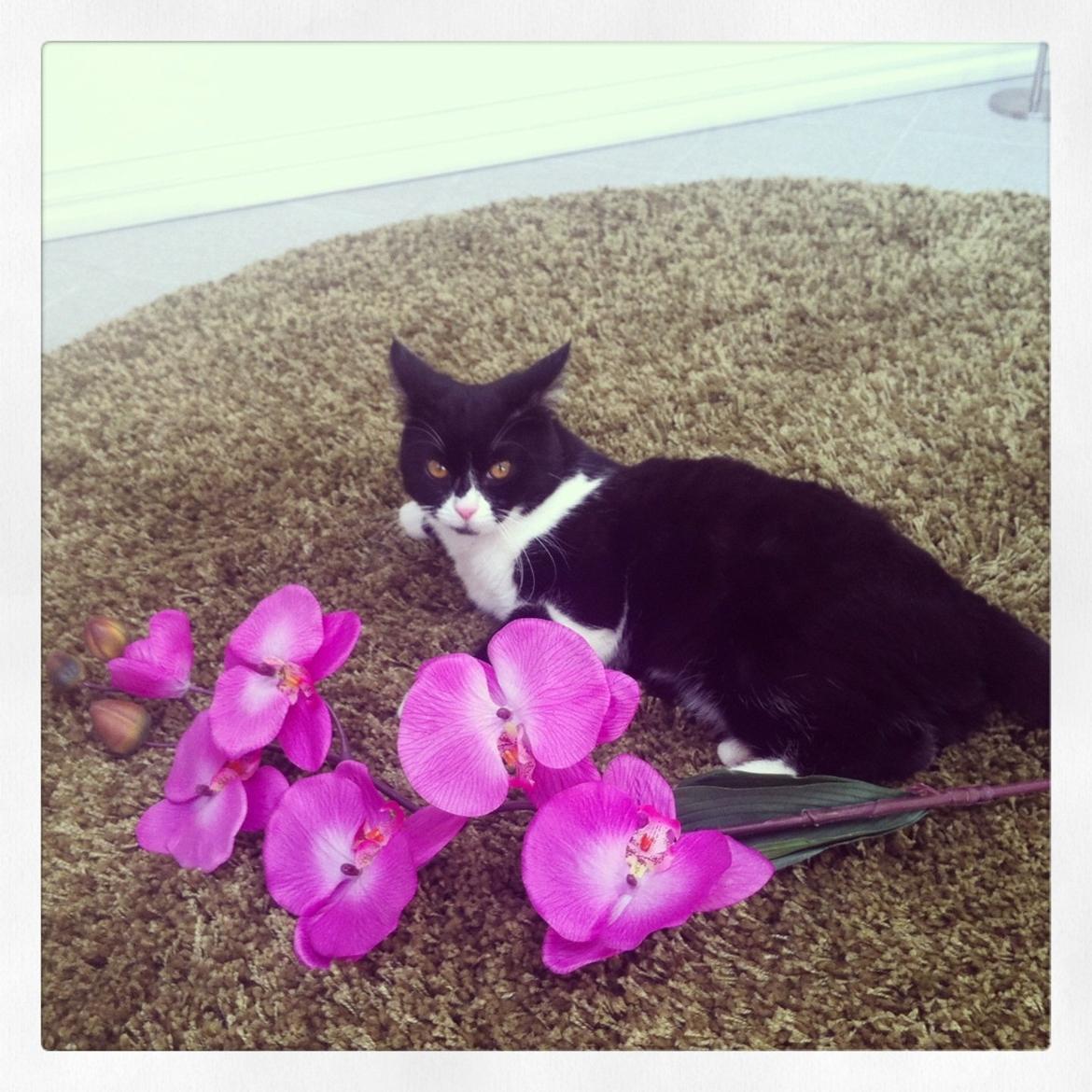 Blanding af racer Molle<3 billede 16