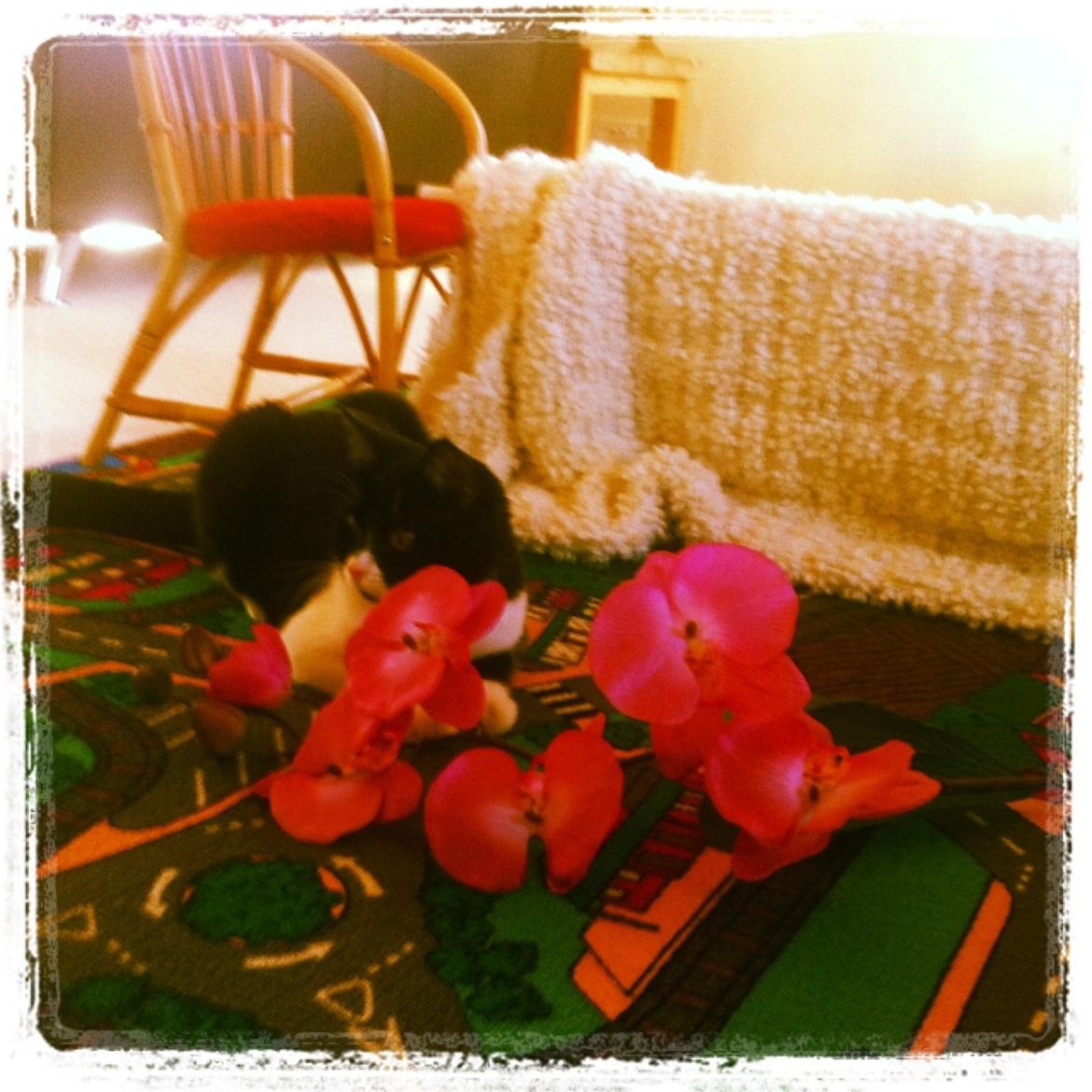 Blanding af racer Molle<3 billede 17