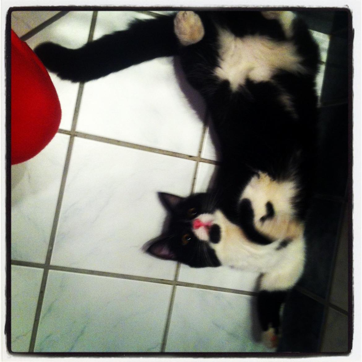 Blanding af racer Molle<3 billede 18