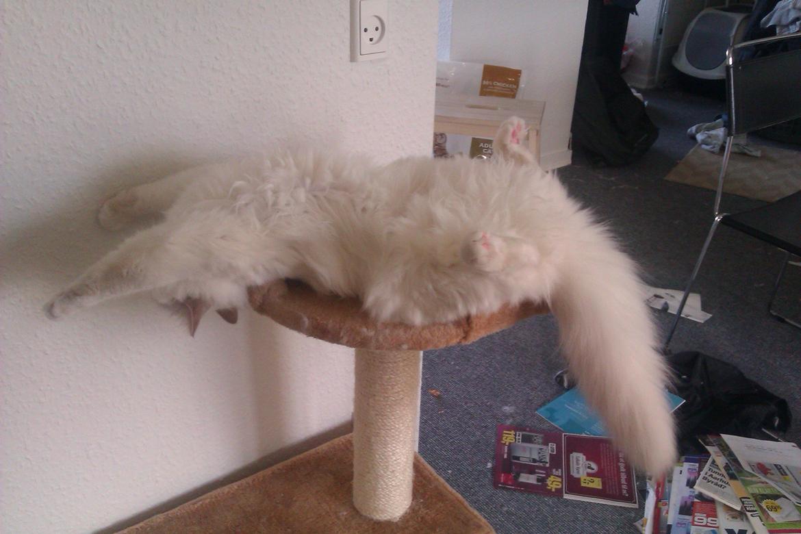 Hellig Birma Chicabee's Zebra (Shellie) billede 11