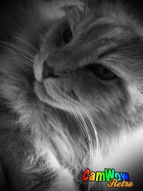 Maine Coon Albert billede 2