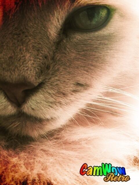 Maine Coon Albert billede 1