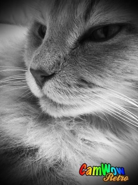 Maine Coon Albert billede 3