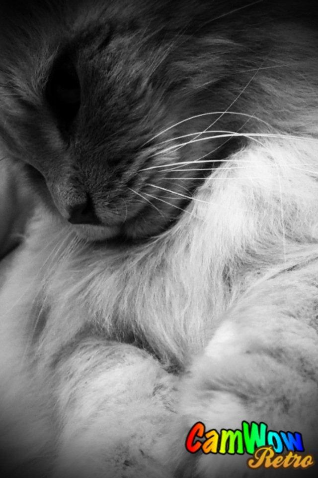 Maine Coon Albert billede 4