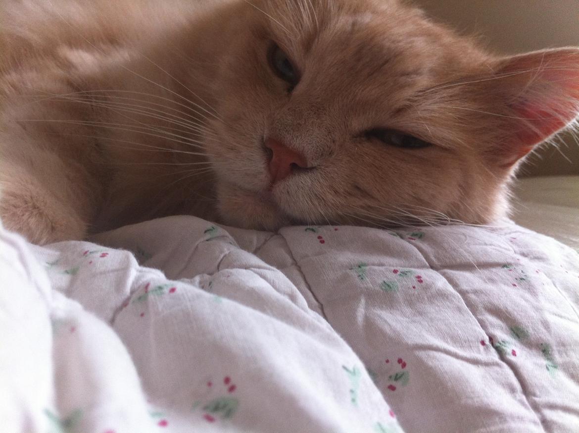 Maine Coon Albert billede 5