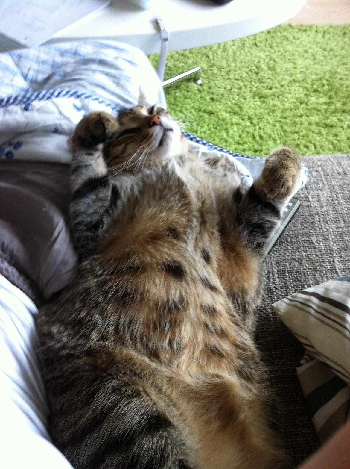 Huskat Bertram billede 12