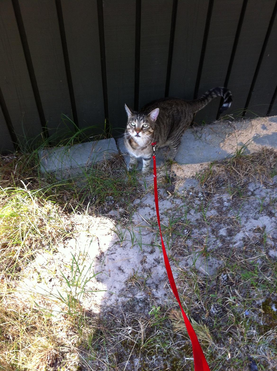 Huskat Bertram billede 13