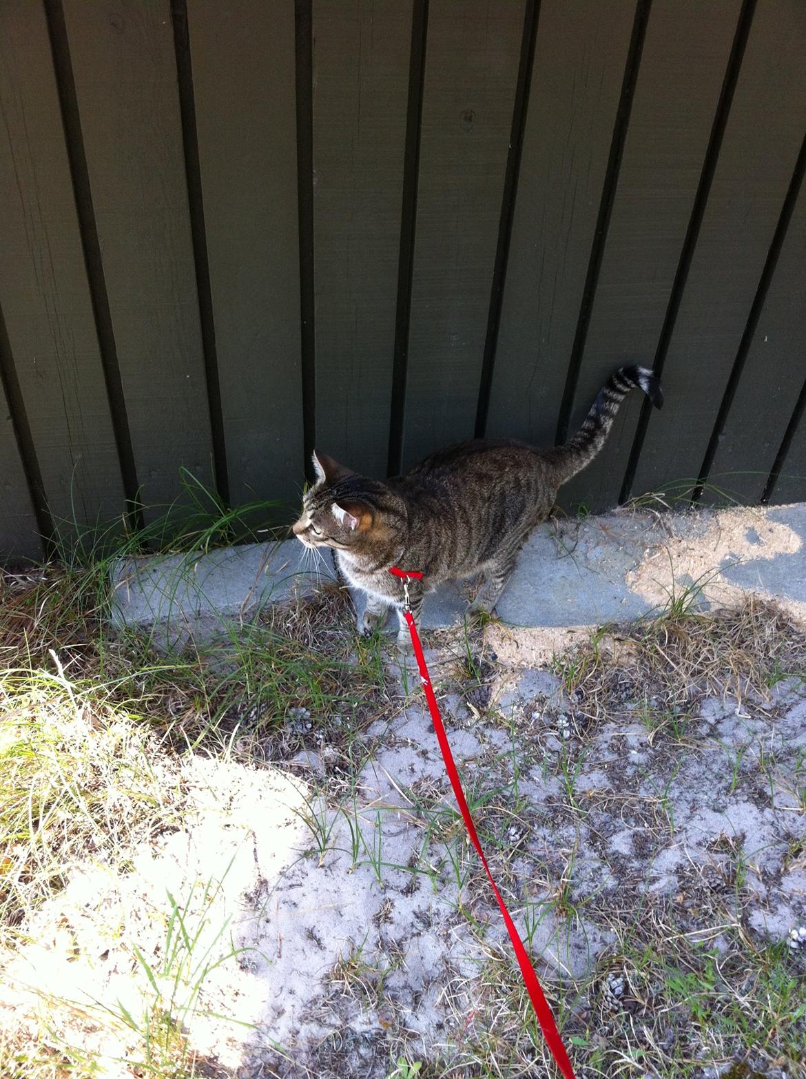 Huskat Bertram billede 14