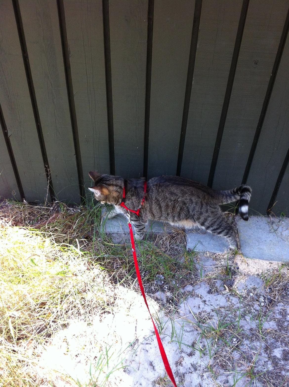 Huskat Bertram billede 15