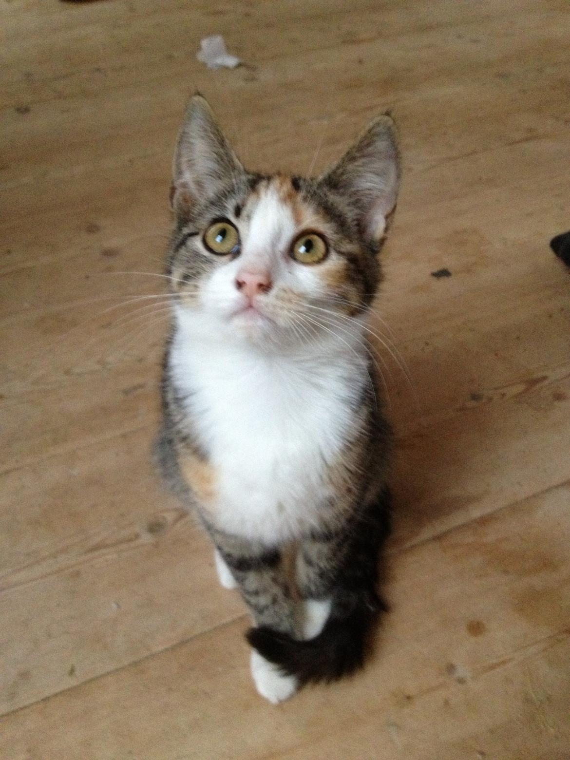 Huskat Evolution off Style - Evolution! billede 3