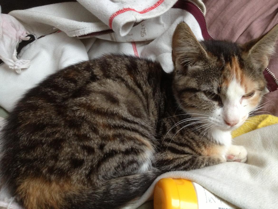 Huskat Evolution off Style - Evolution! billede 4