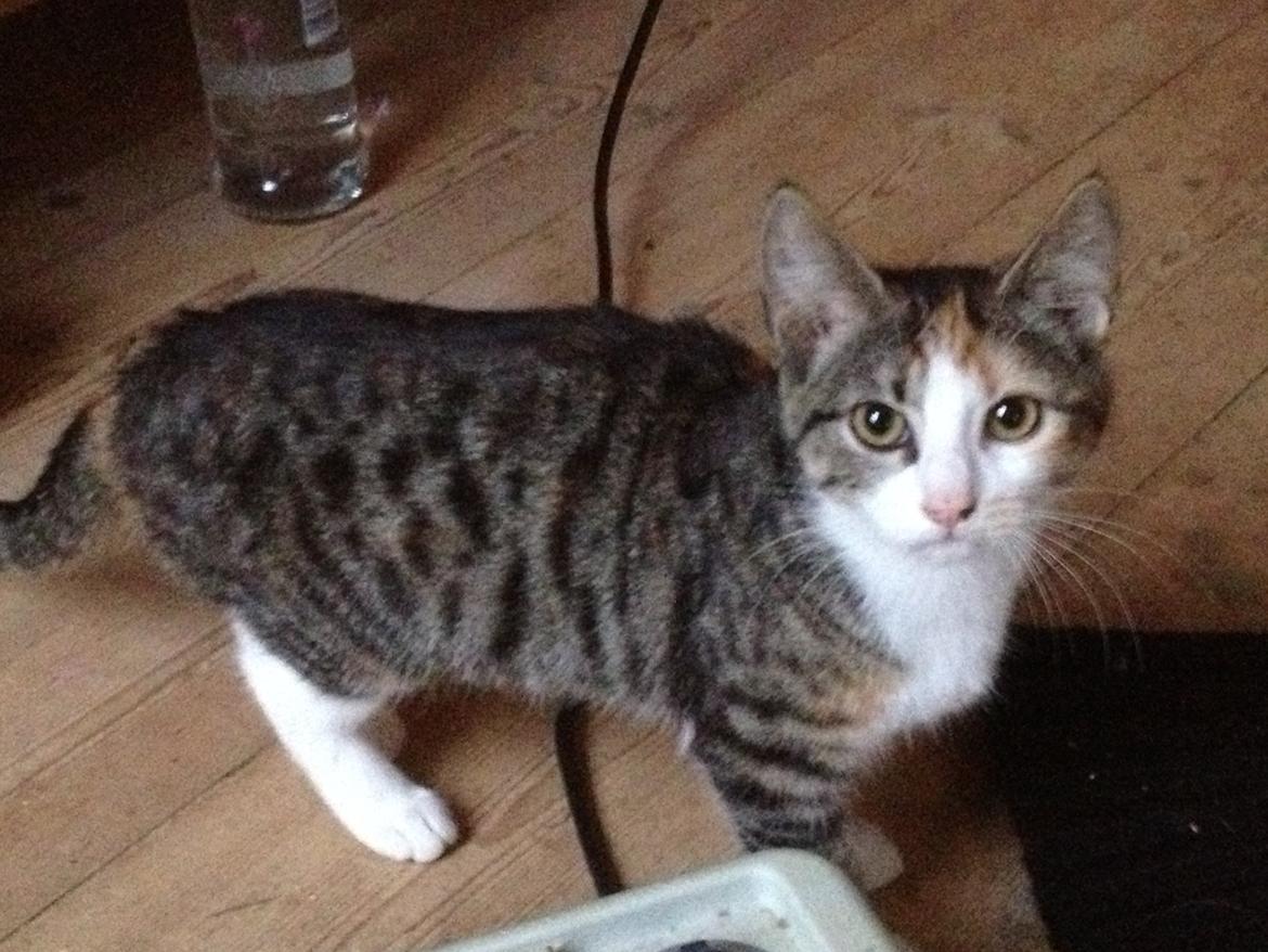 Huskat Evolution off Style - Evolution! billede 5