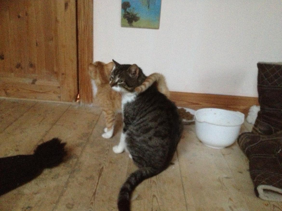 Huskat Evolution off Style - Evolutions FAR cocco (Gråtabby) og hendes Helbror Eros,moren har jeg desværre ingen billeder af da hun næsten aldrig er hjemme!! billede 6