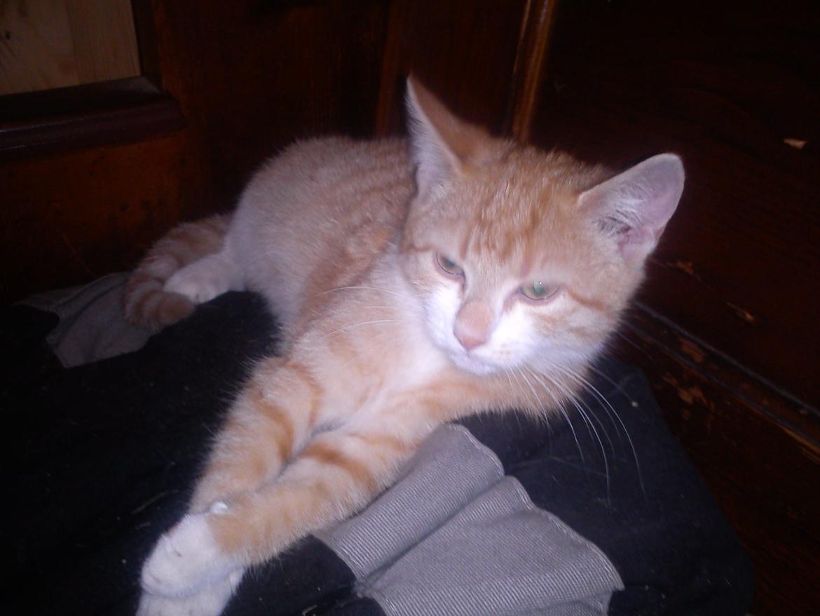 Huskat Evolution off Style - Pitt viper.
Evolutions og Eros helsøster fra samme kuld! billede 7