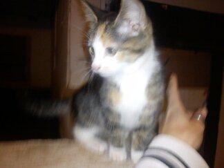 Huskat Evolution off Style - Evolution da hun var lille!! billede 2