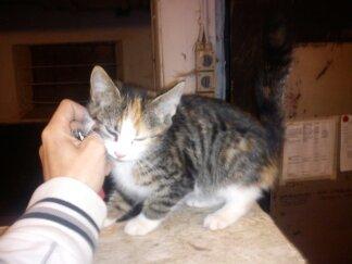 Huskat Evolution off Style - Evolution da hun var lille!! billede 1