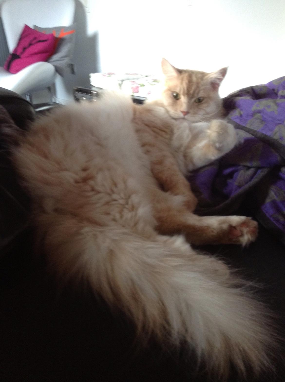 Maine Coon Mojo Emmet billede 13