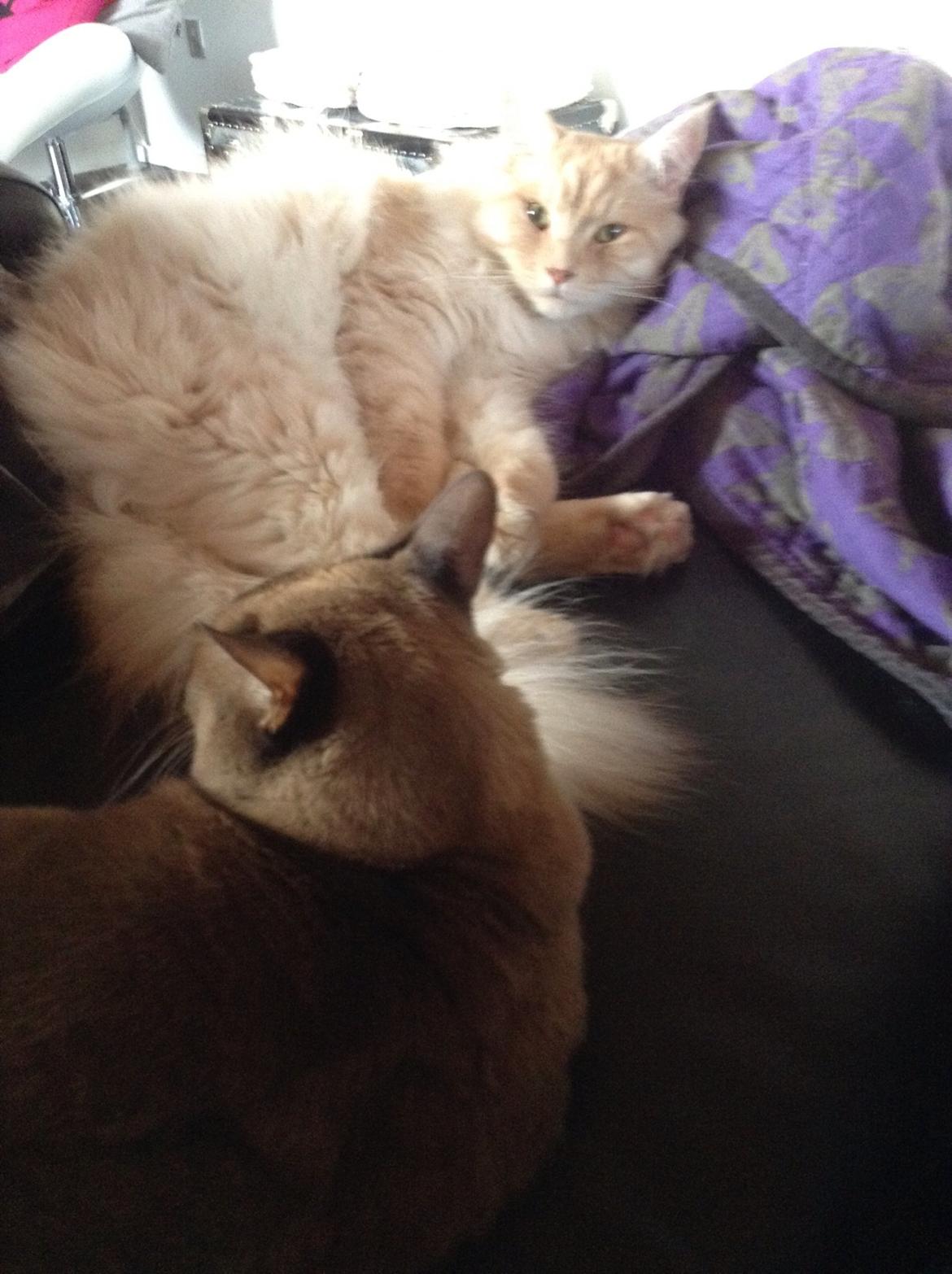 Maine Coon Mojo Emmet billede 14