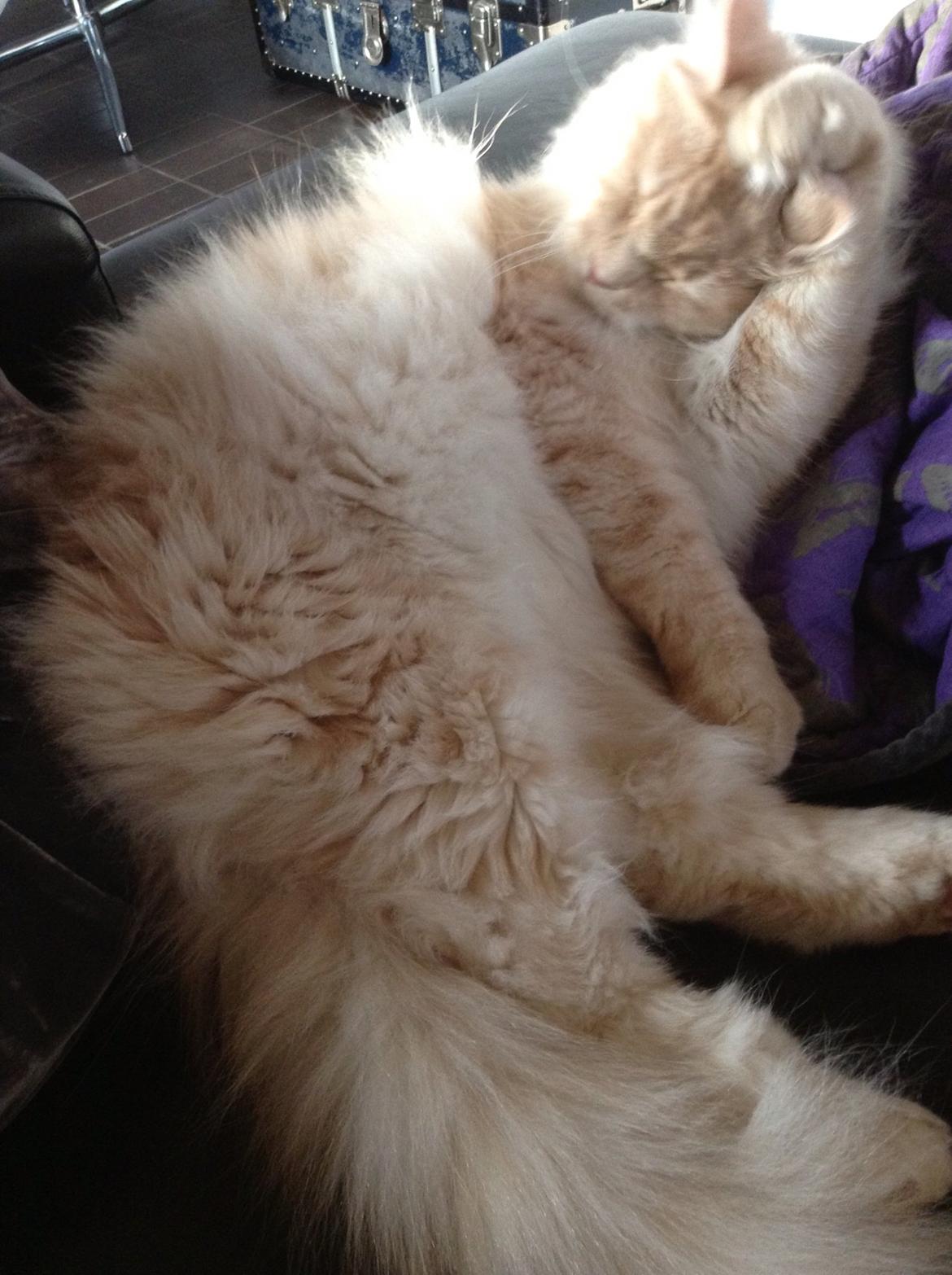 Maine Coon Mojo Emmet billede 15