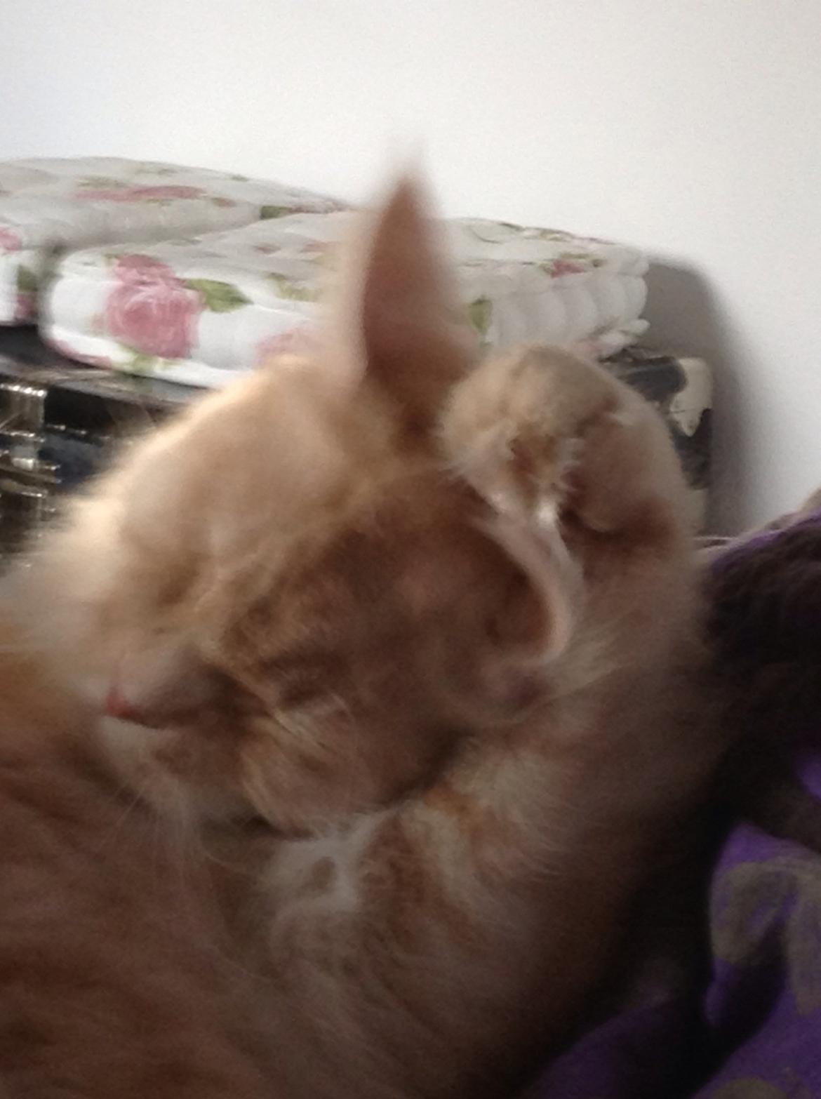 Maine Coon Mojo Emmet billede 16