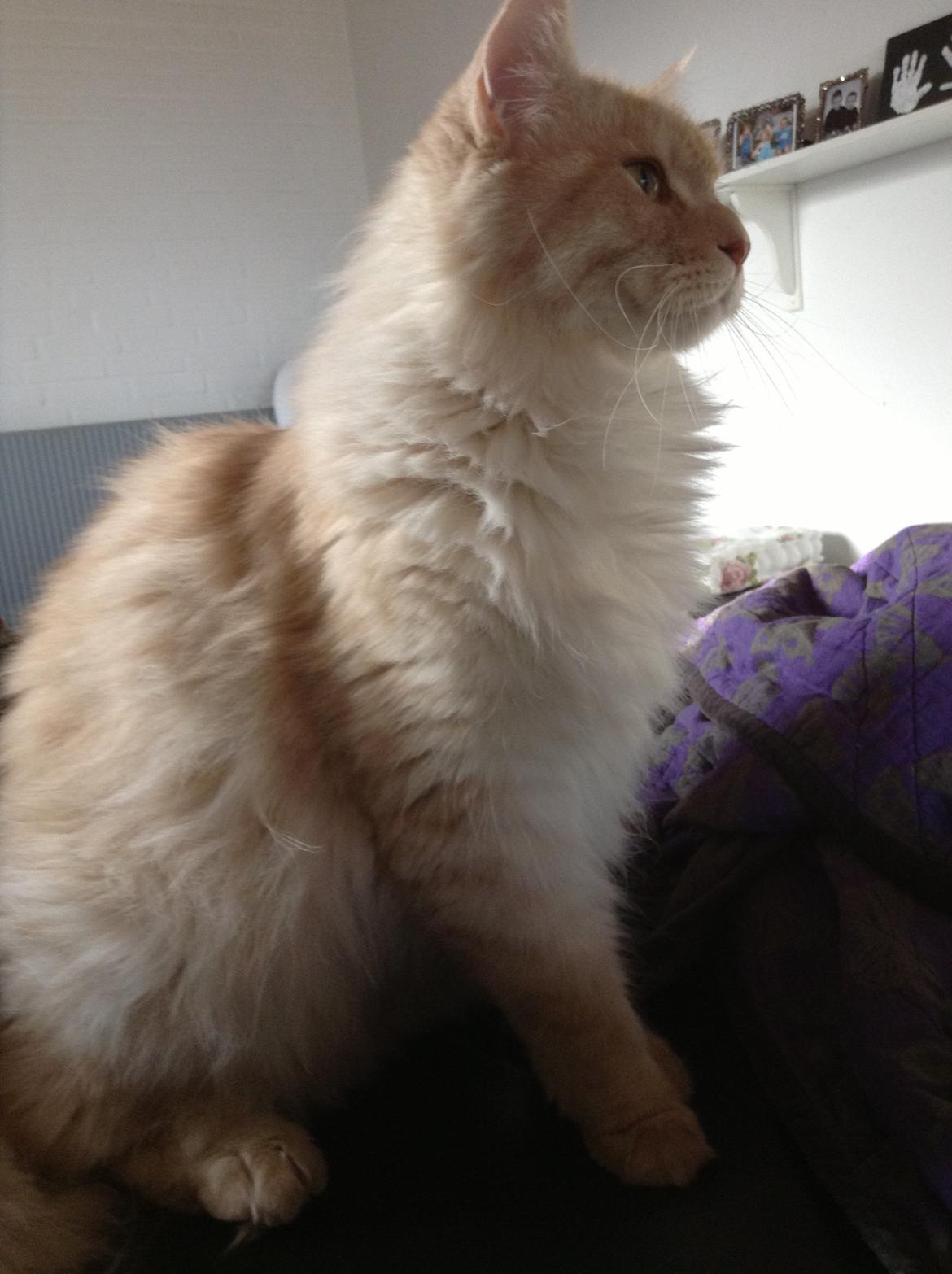 Maine Coon Mojo Emmet billede 18