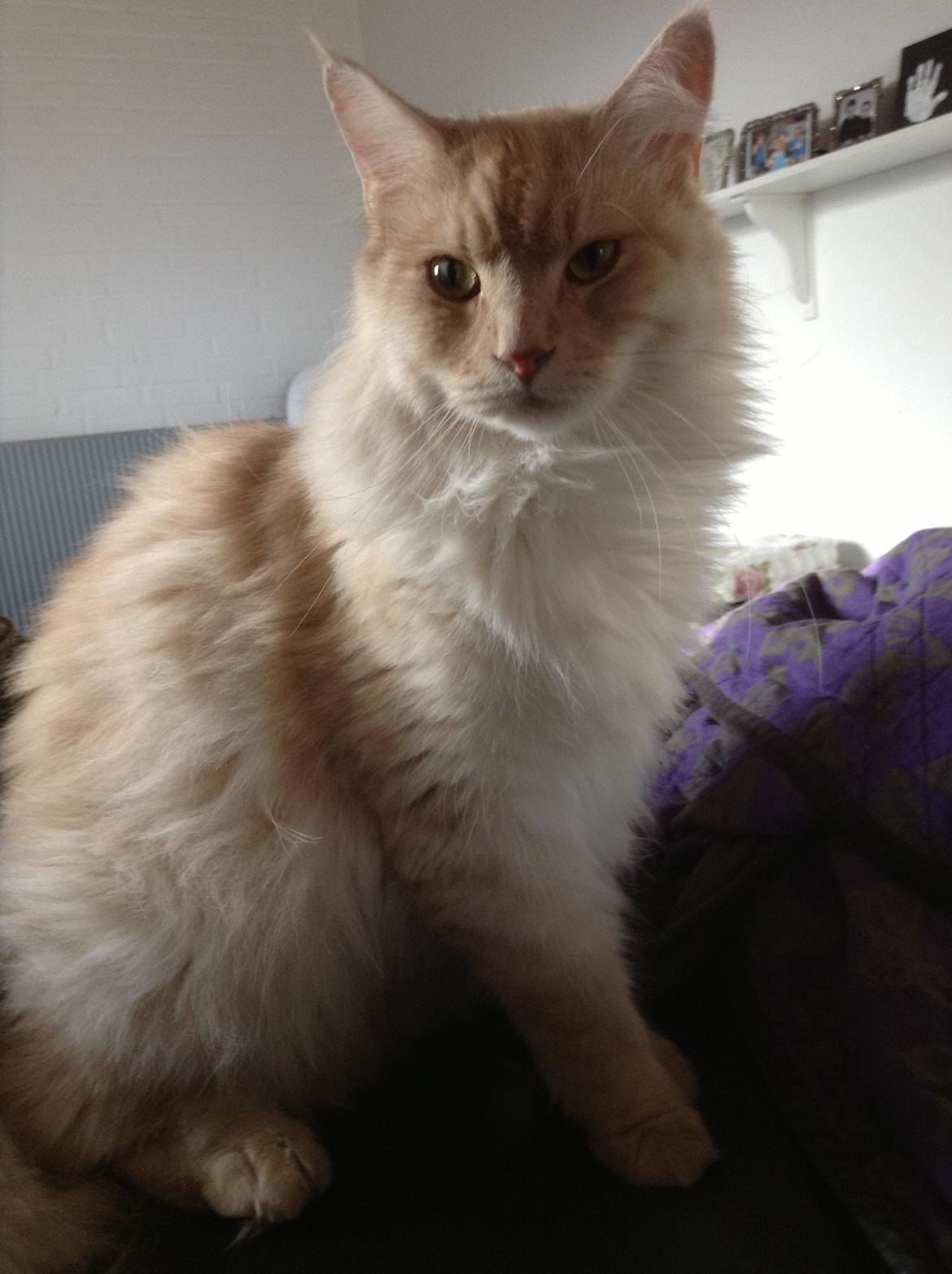 Maine Coon Mojo Emmet billede 17