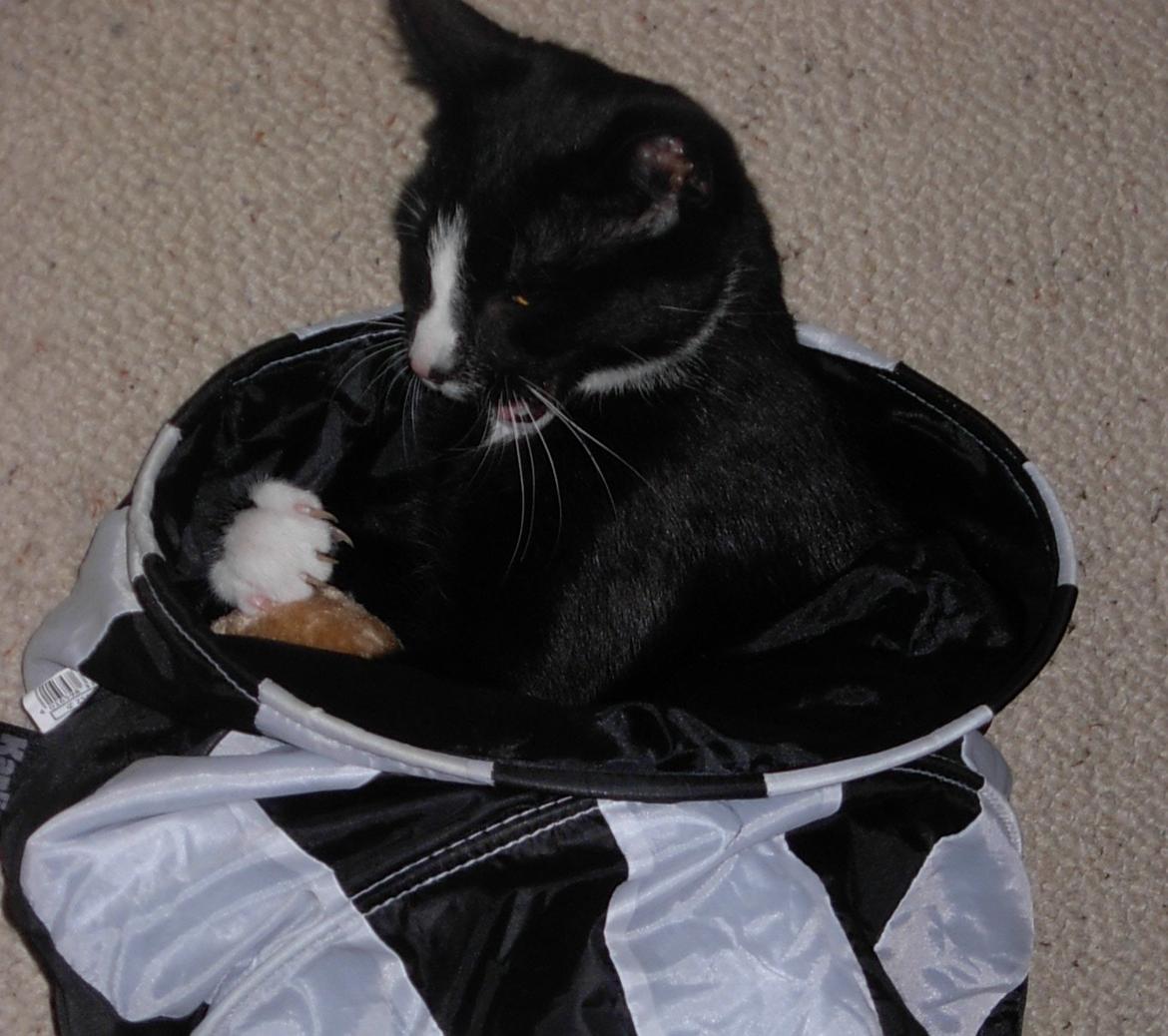 Huskat Nuzer<3 R.I.P.<3 - "I thought we should live together for many years, but the destiny had other plans..:'(" billede 8