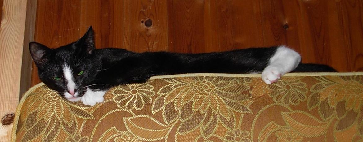 Huskat Nuzer<3 R.I.P.<3 - "You were specific - but in the good way<3" billede 10