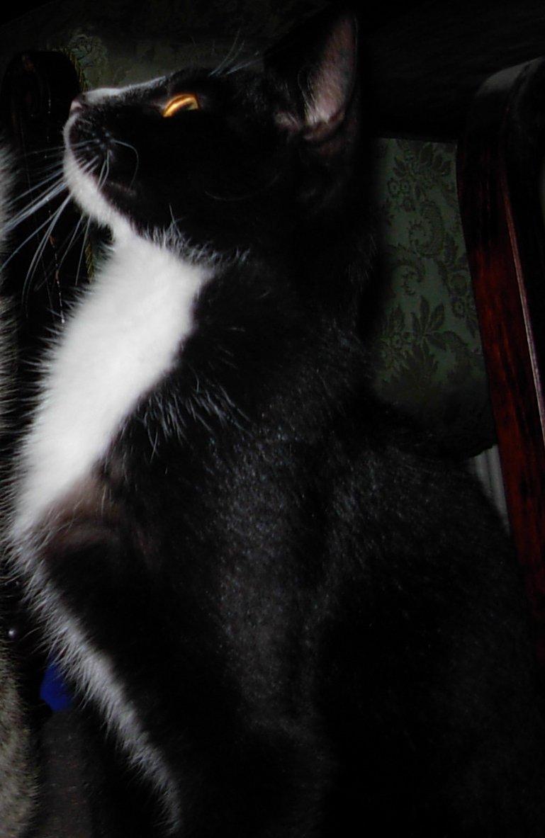 Huskat Nuzer<3 R.I.P.<3 - "We loved to play with each other<3" billede 3