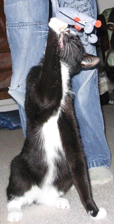 Huskat Nuzer<3 R.I.P.<3 - "My fear of loosing you became true - we are seperated from each other due to the destiny!:'-((" billede 11