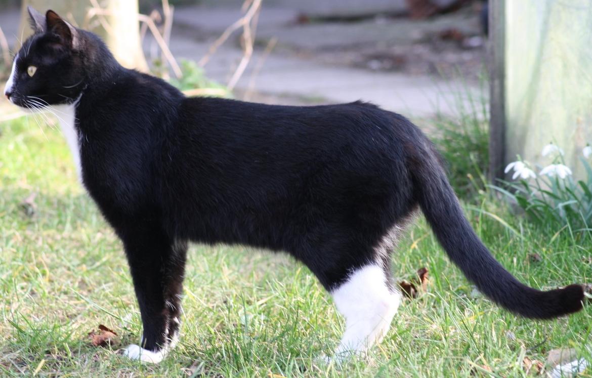 Huskat Nuzer<3 R.I.P.<3 - "You were very elegant" billede 14