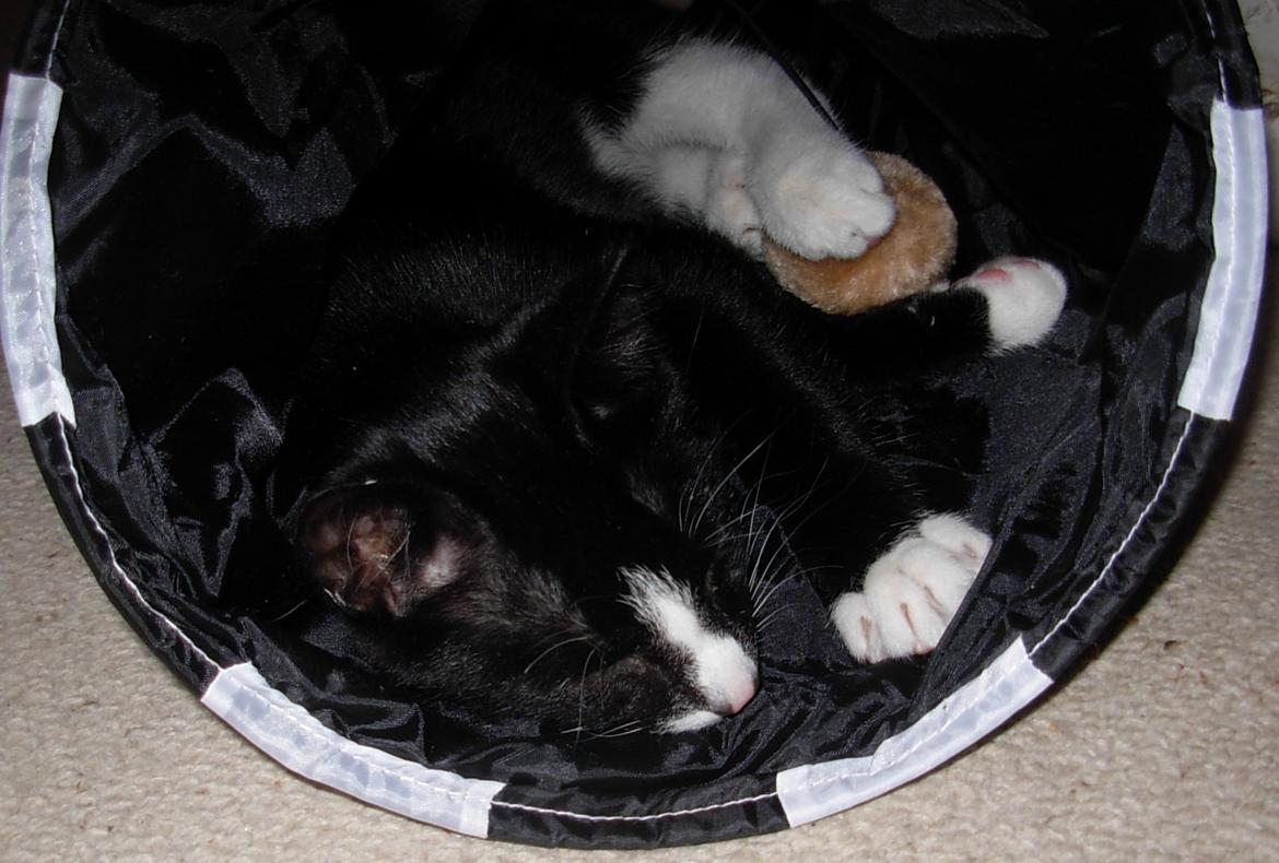 Huskat Nuzer<3 R.I.P.<3 - "You very sociable, which I enjoyed!" billede 18