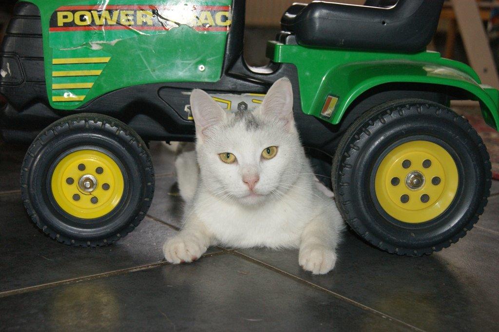 Huskat Rumle - Rumle 10 mdr gammel stadig rigtig dejlig legesyg billede 16