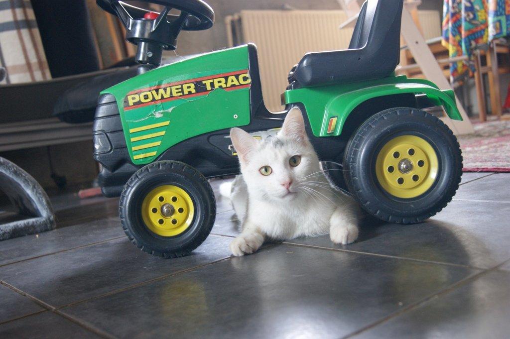 Huskat Rumle - Rumle♥ billede 17