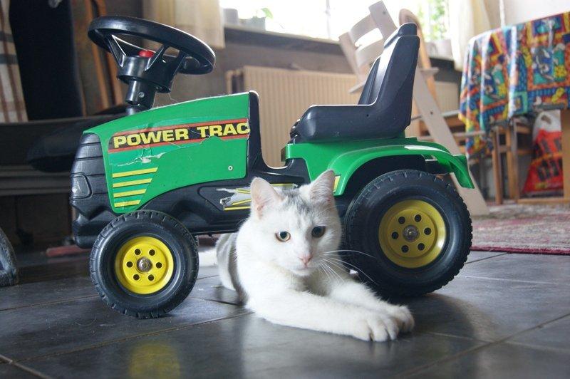 Huskat Rumle - Rumle prøver at fange legetøjet :D billede 18