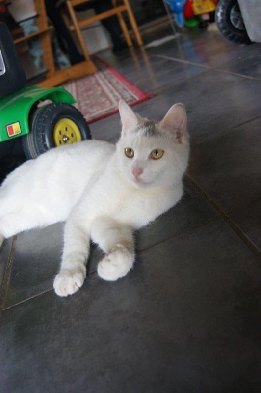 Huskat Rumle - Rumle ligger og slænger sig midt på gulvet 10 mdr gammel billede 19