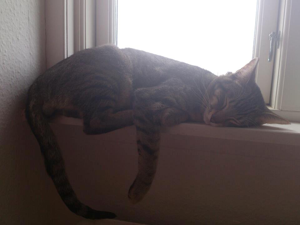 Blanding af racer Neko - Gaaab.. en trætkat, som rigtig flyder i solens varme skær :)  billede 2