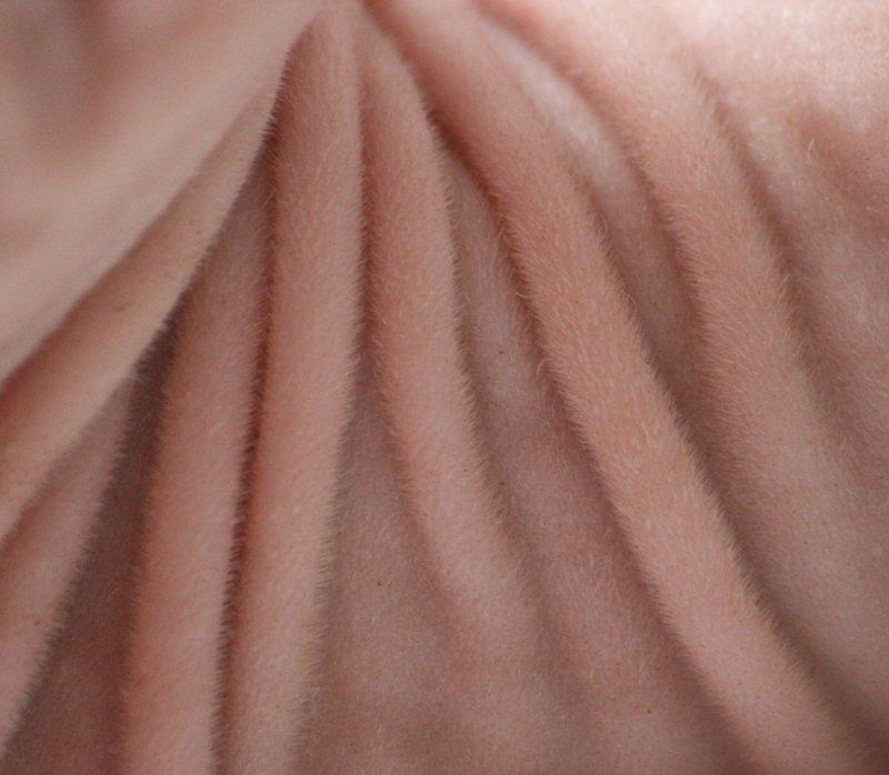 Sphynx Magnus Anat Her*PL - "Gustav" billede 31