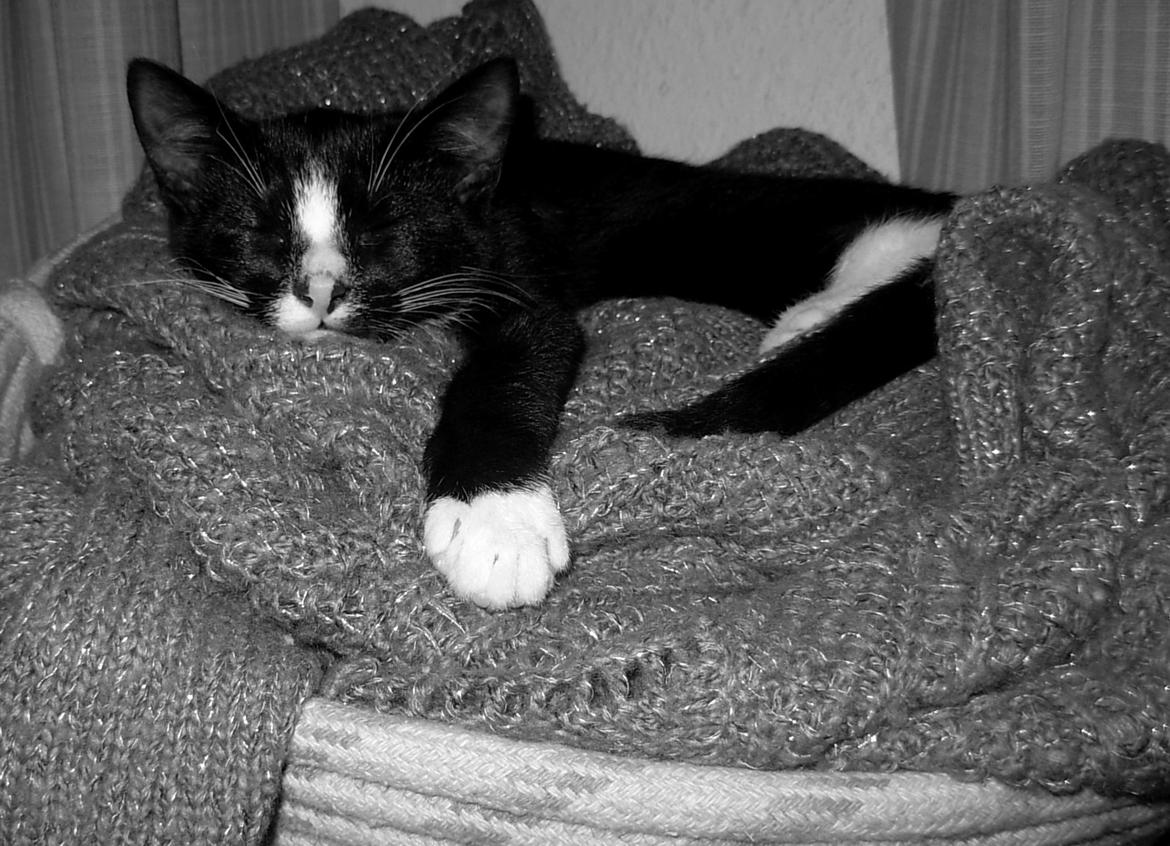 Huskat Nuzer<3 R.I.P.<3 - "Vi lever ikke sammen nu, og det vil først ske igen, når vi genforenes, men du vil leve videre i mine tanker og i mine drømme<3" billede 2