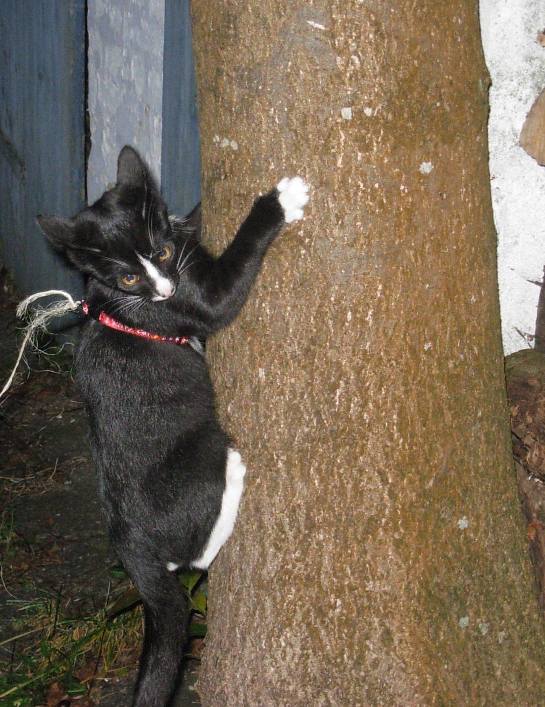 Huskat Nuzer<3 R.I.P.<3 - "You liked climbing in the trees" billede 15