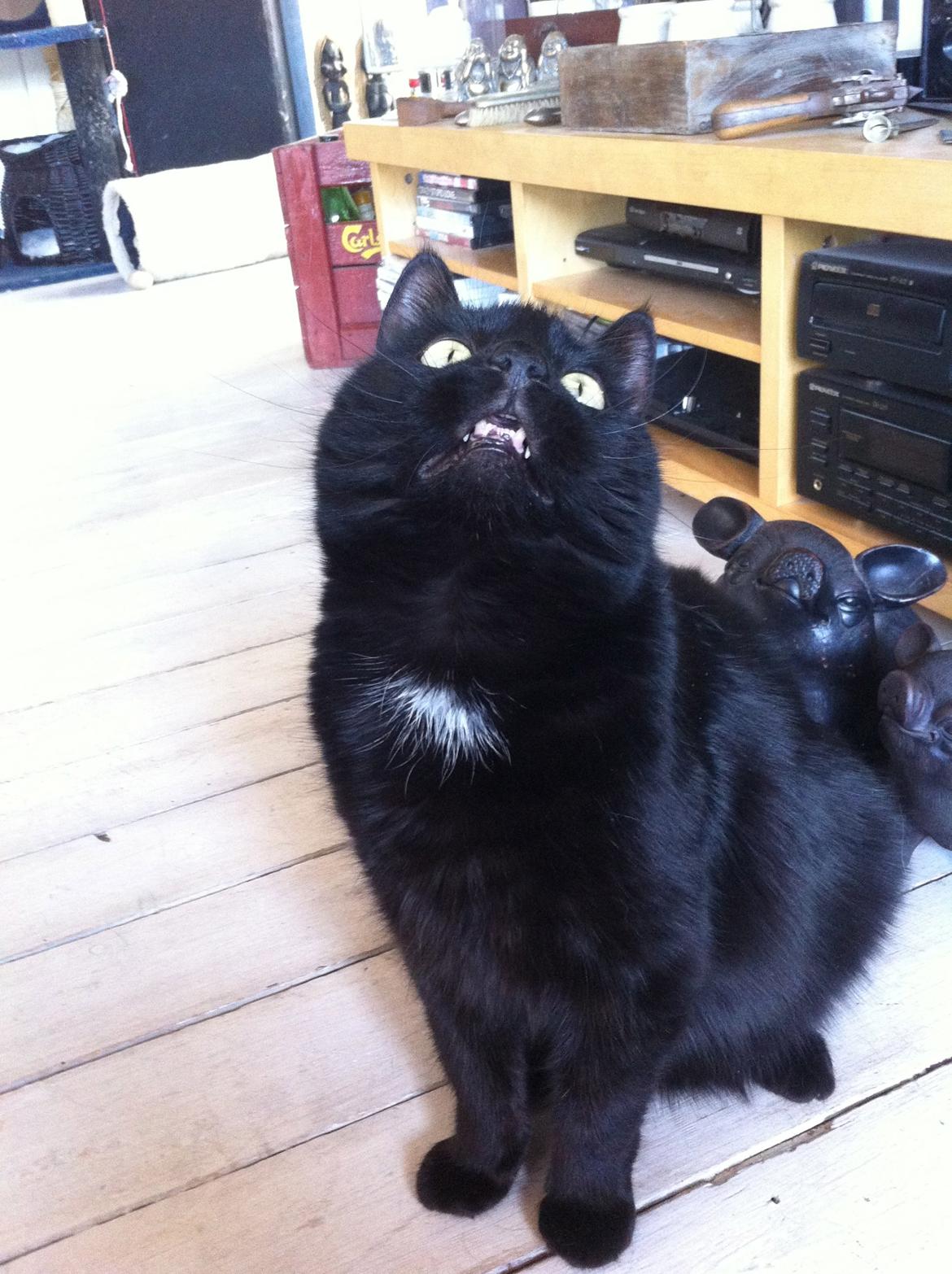 Blanding af racer Loui billede 16