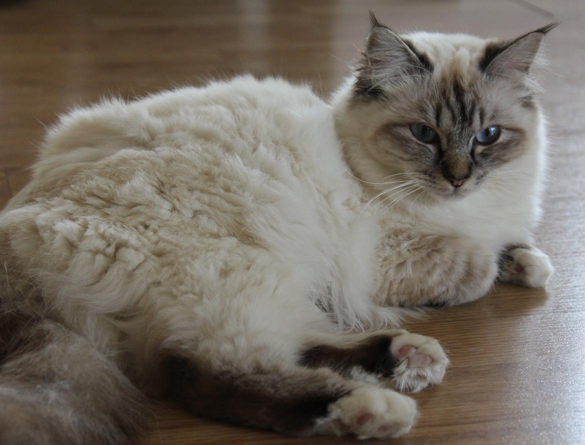 Hellig Birma Luna billede 2