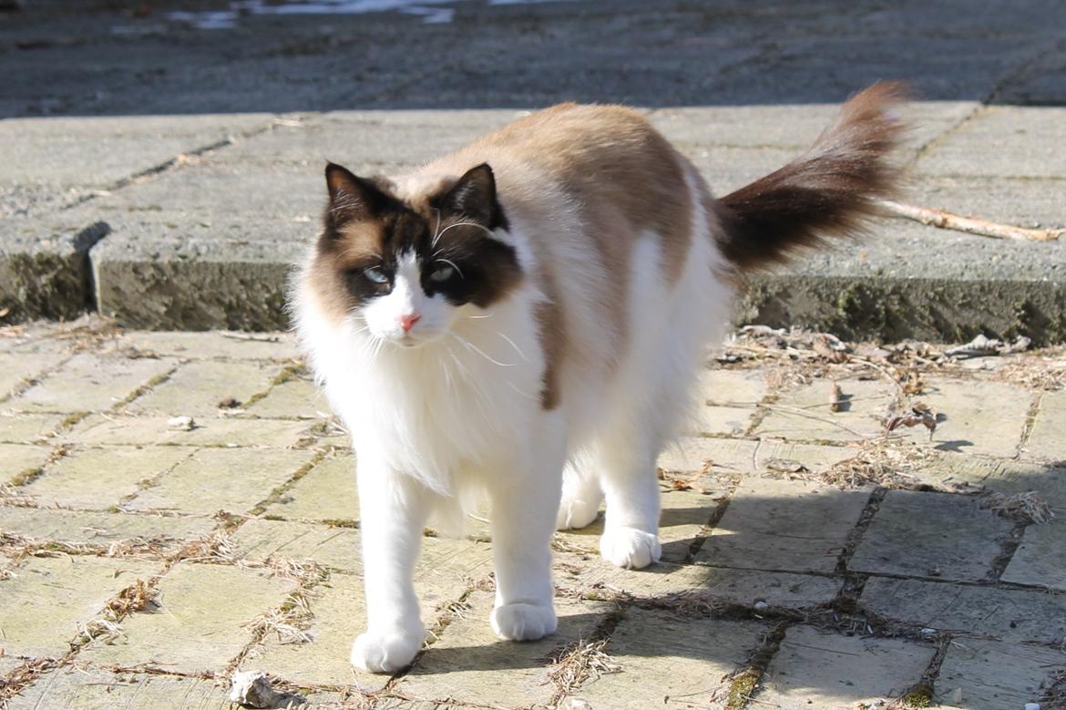 Ragdoll Zion billede 25