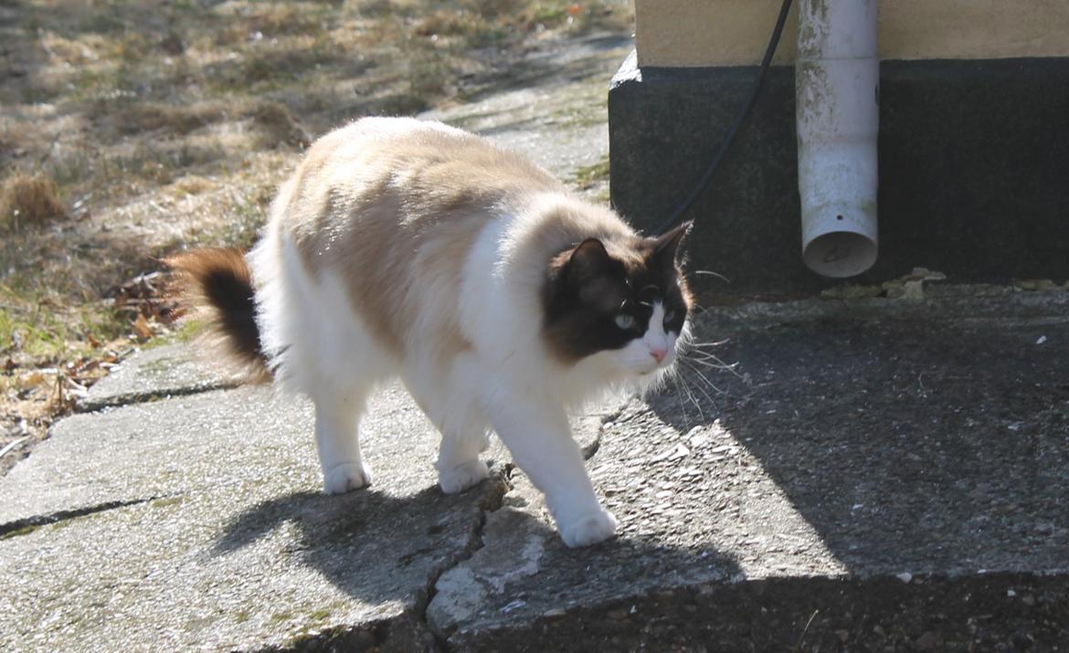 Ragdoll Zion billede 15