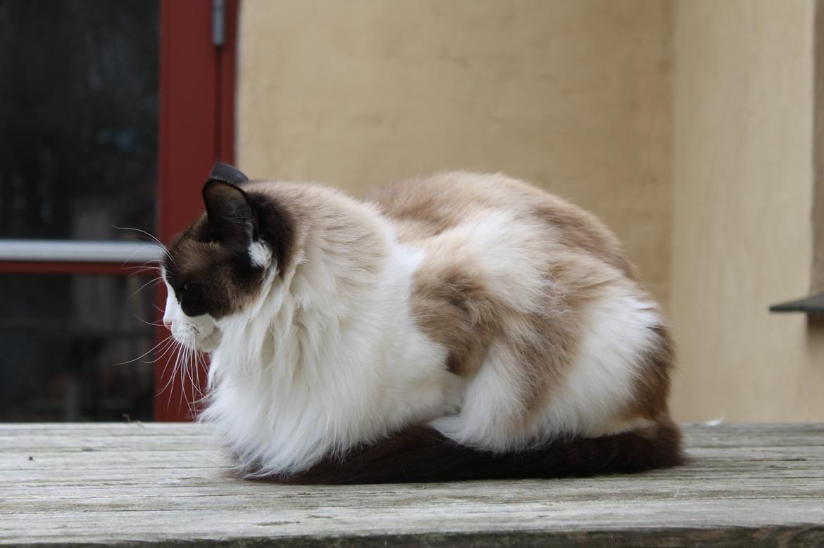 Ragdoll Zion billede 4