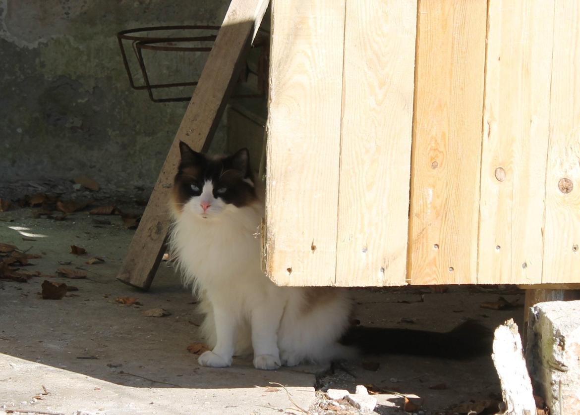 Ragdoll Zion billede 13